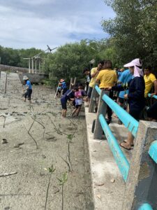 ปลูกป่าชายเลน