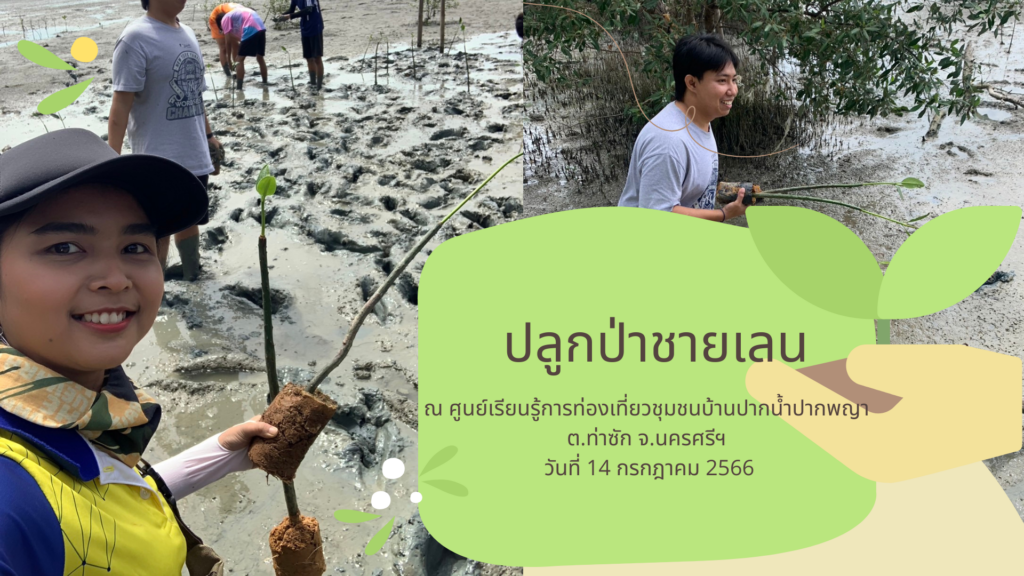 ปลูกป่าชายเลน